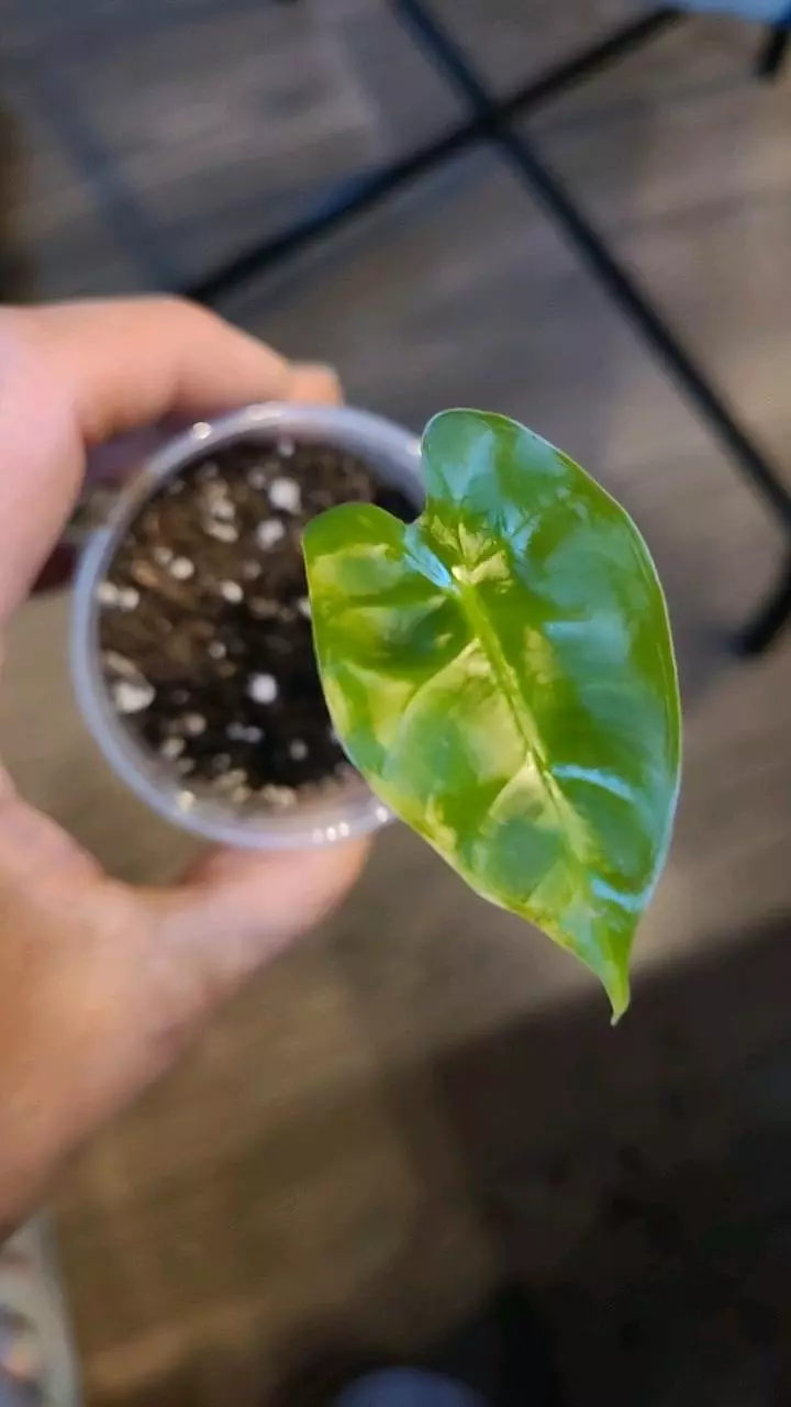 Alocasia Frydek Pup 2" #2 thumbnail