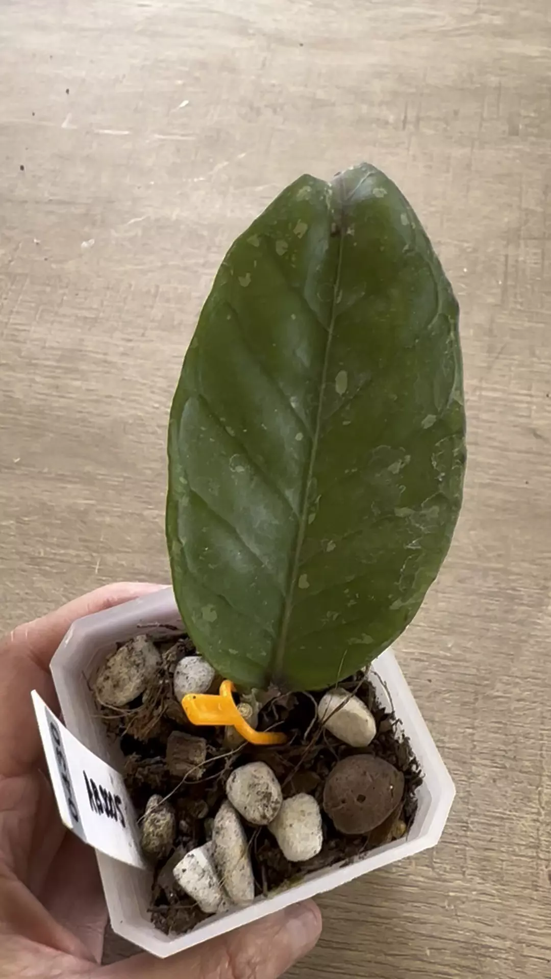 hoya sp putri betung 👀those veins! thumbnail