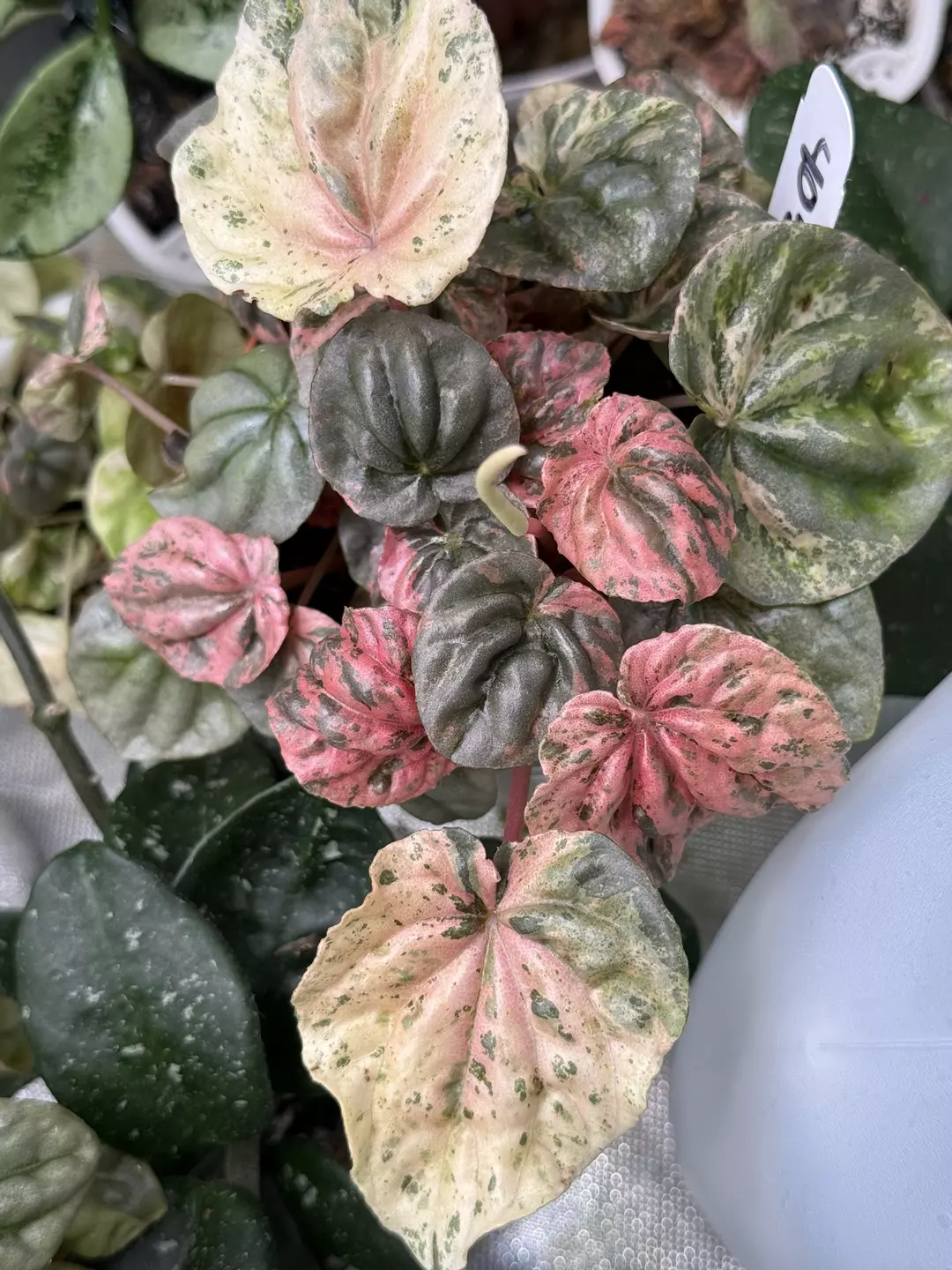 Peperomia Pink Lady thumbnail