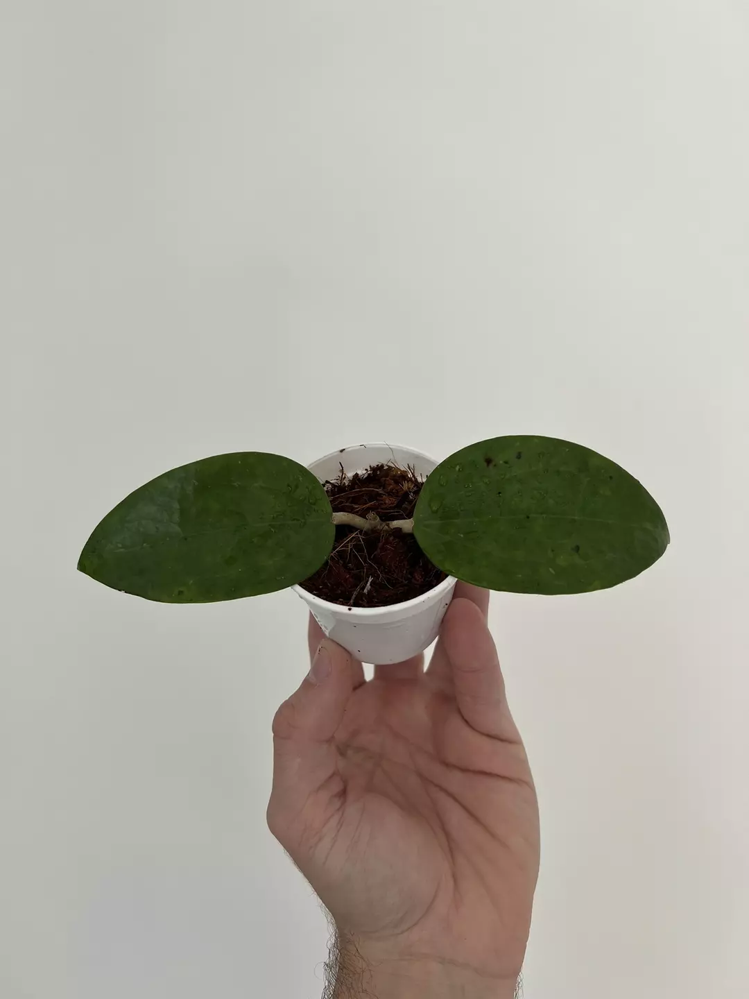 Hoya NOID • 2” pot thumbnail