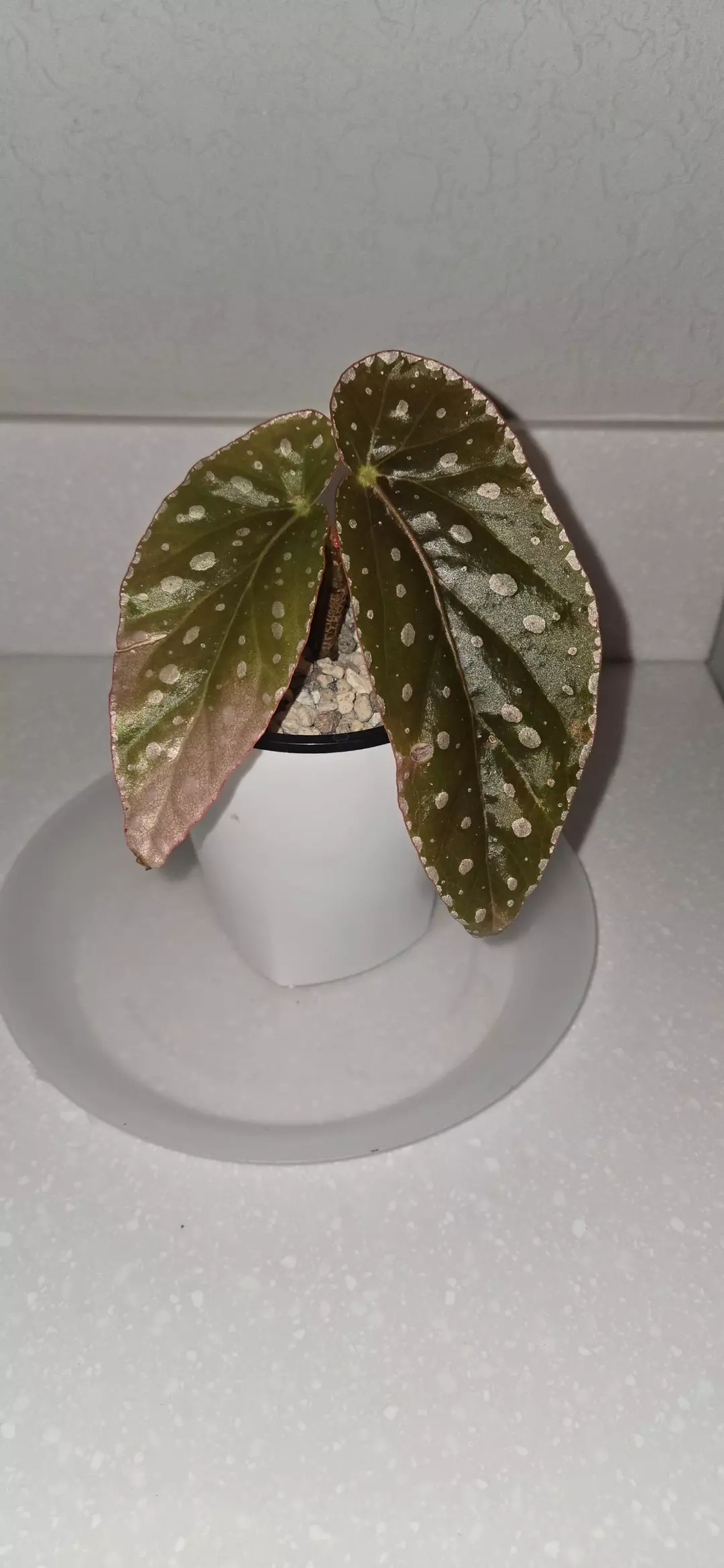 Begonia Maculata thumbnail