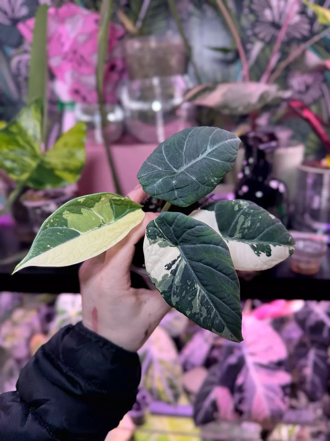 Albo Maharani Corms thumbnail