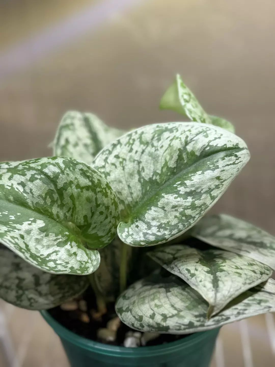 Scindapsus 2-3 plants in 6 inch pot thumbnail