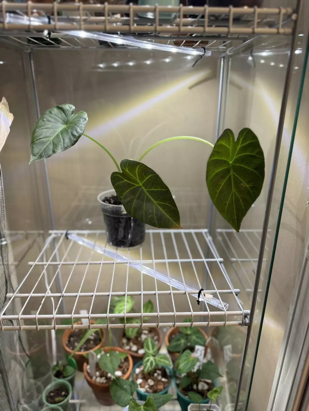 Regal Sheild  thumbnail