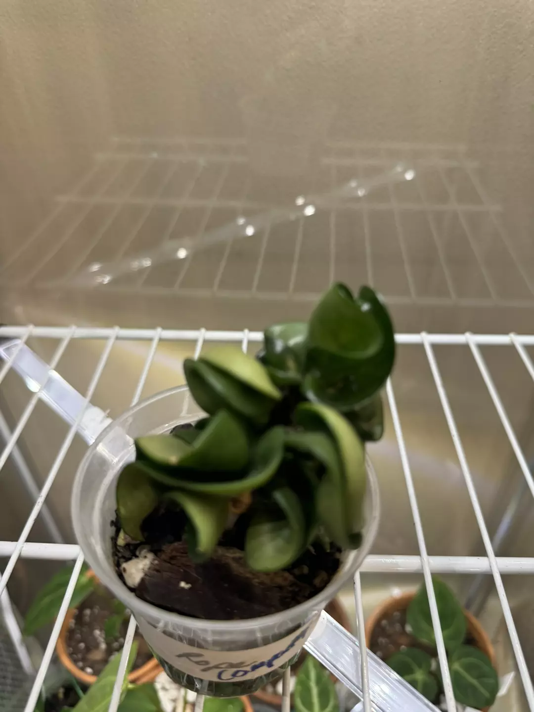 Green Compacta thumbnail