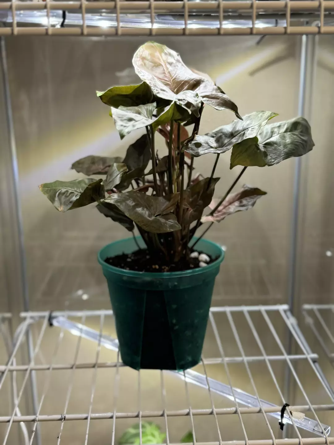 Strawberry Ice Syngonium thumbnail