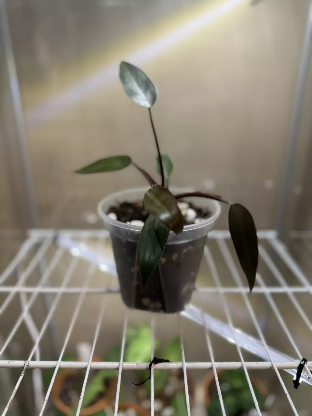 Philo Majestic? thumbnail