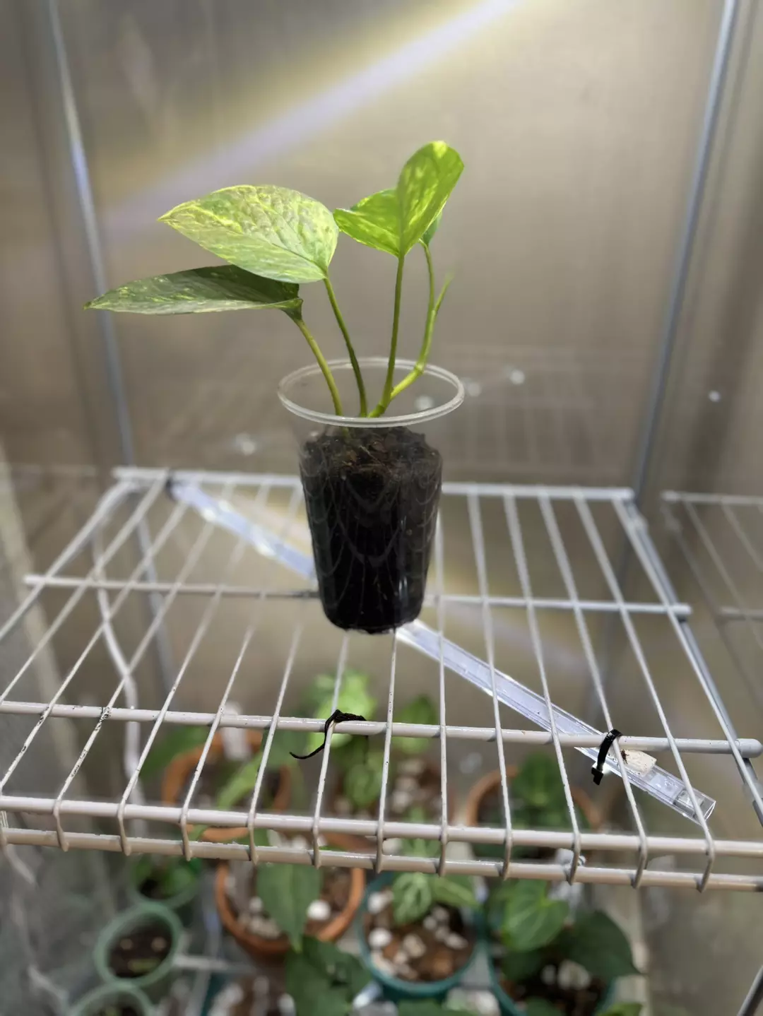 Variegated Pothos thumbnail