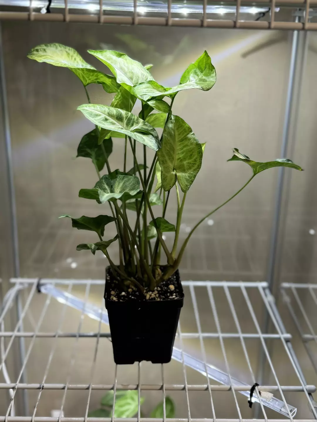 Syngonium White Butterfly thumbnail