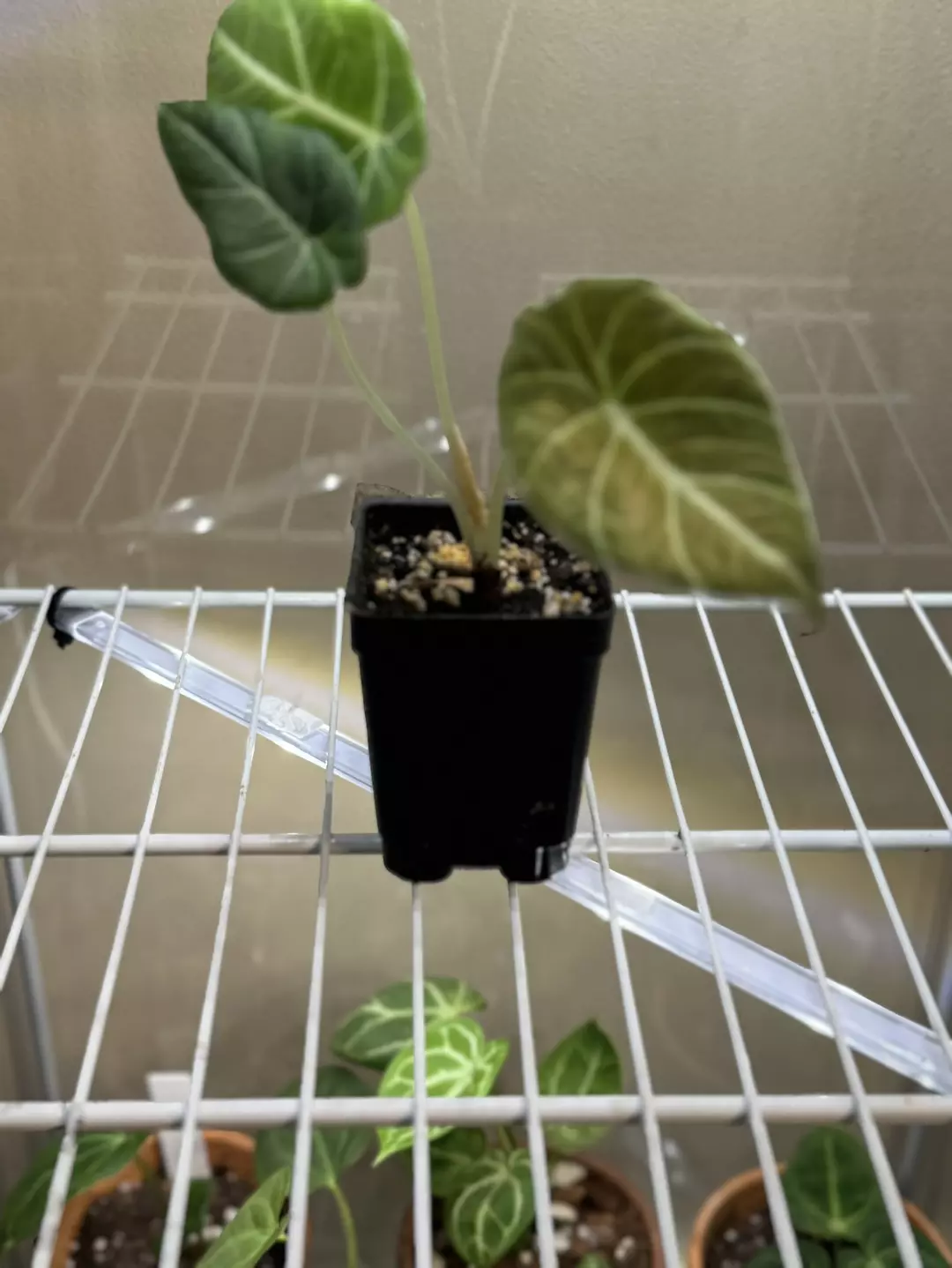 Black Velvet Baby (one leaf yellowing) thumbnail