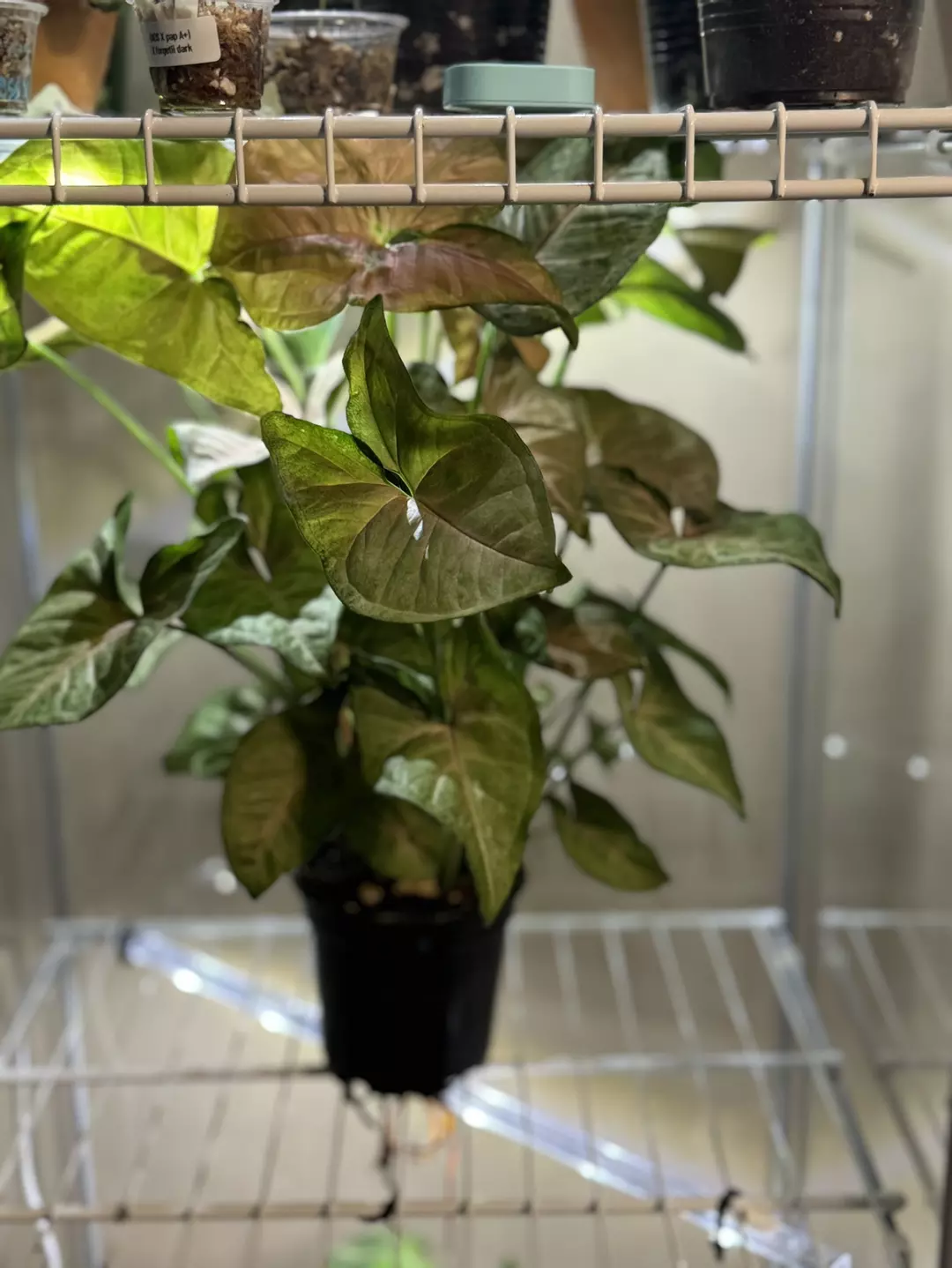 Syngonium Perfectly Pink? thumbnail