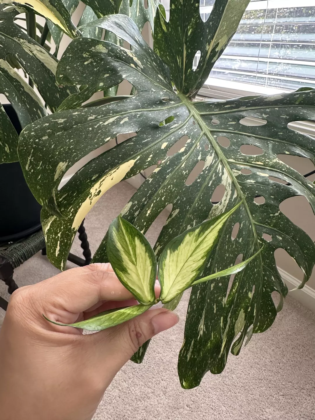 Hoya Inner Variegated Polyneura thumbnail