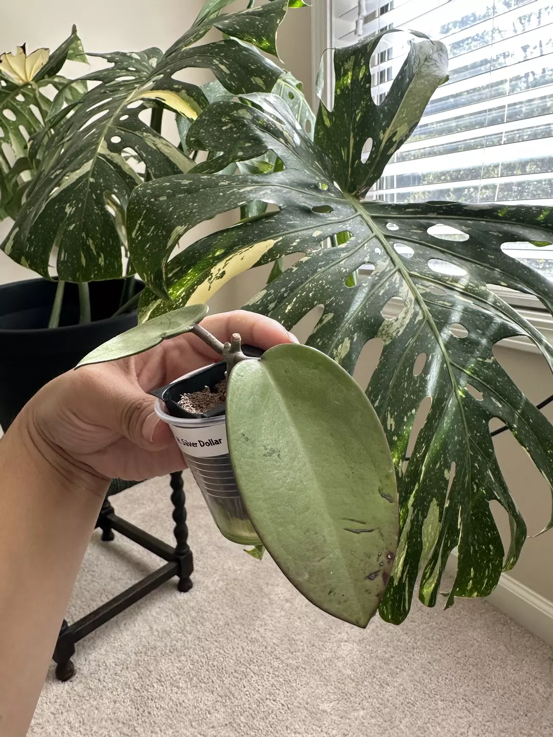 Hoya Silver dollar thumbnail