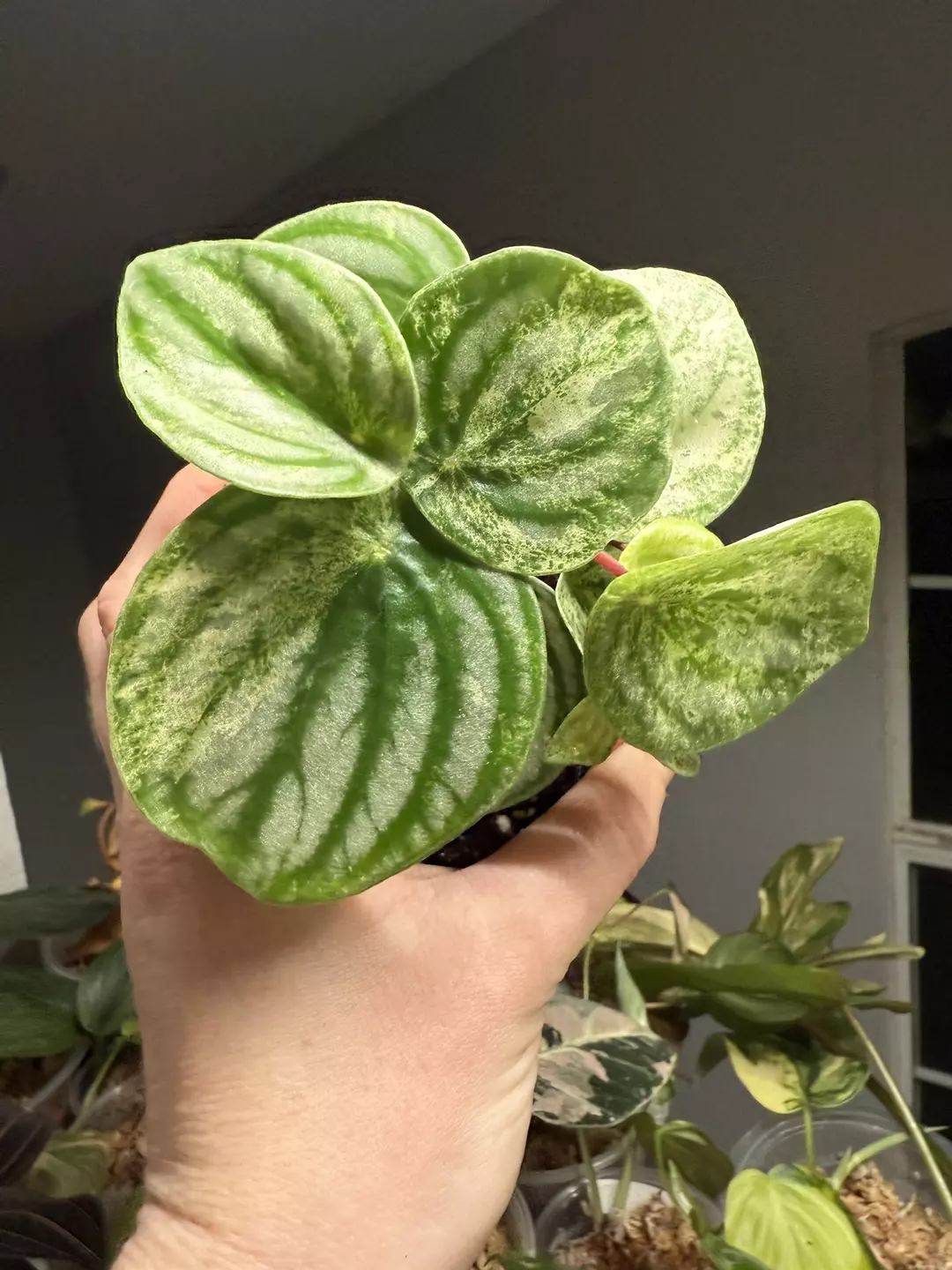 Variegated Watermelon Pepperomia thumbnail