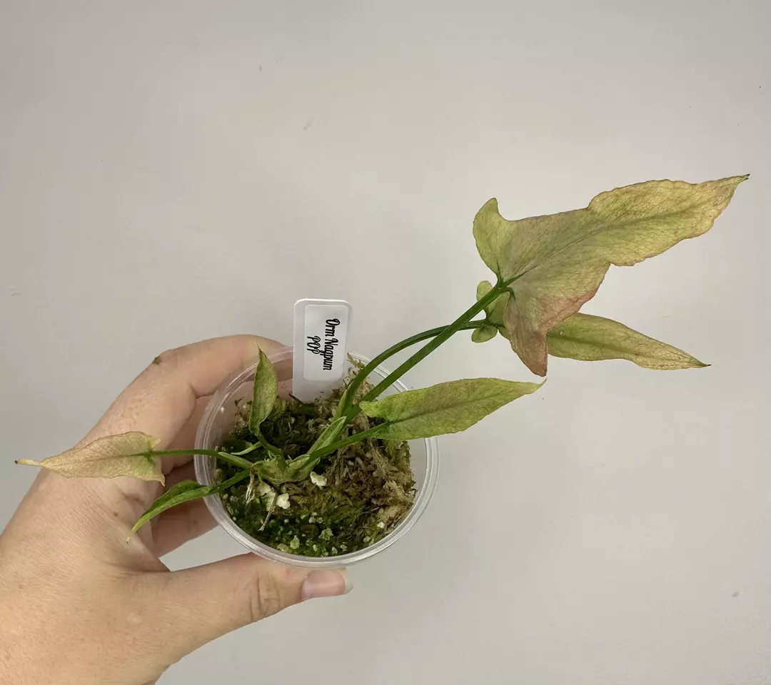  Orm Nagpum pink on pink syngonium  thumbnail