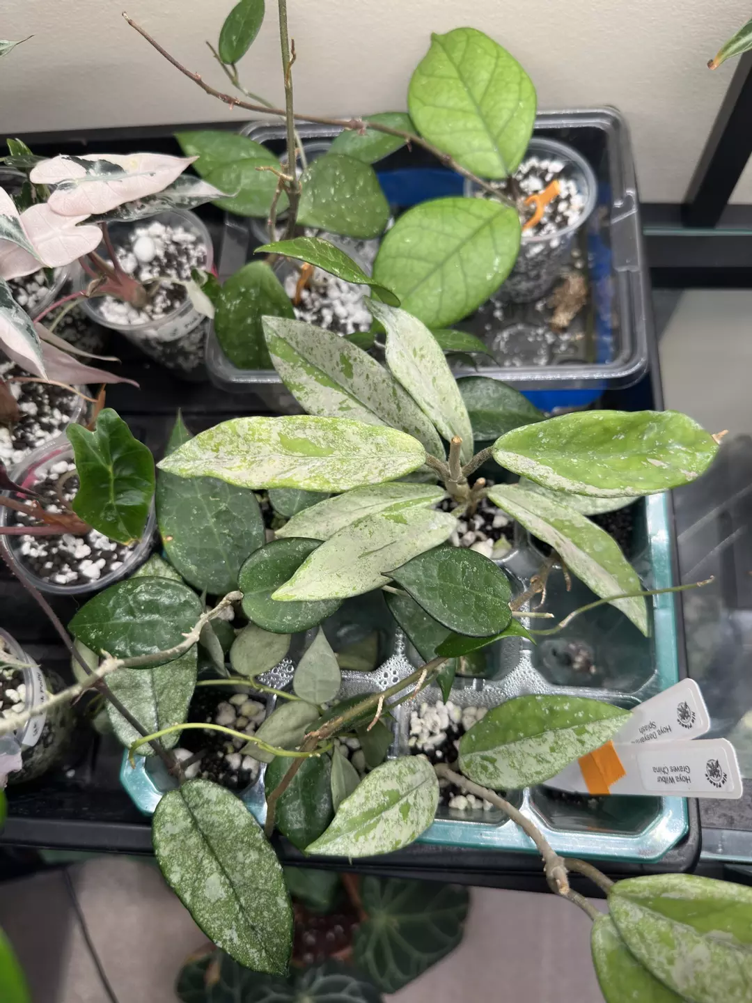 Hoya Wilbur Graves cutting LARGE thumbnail