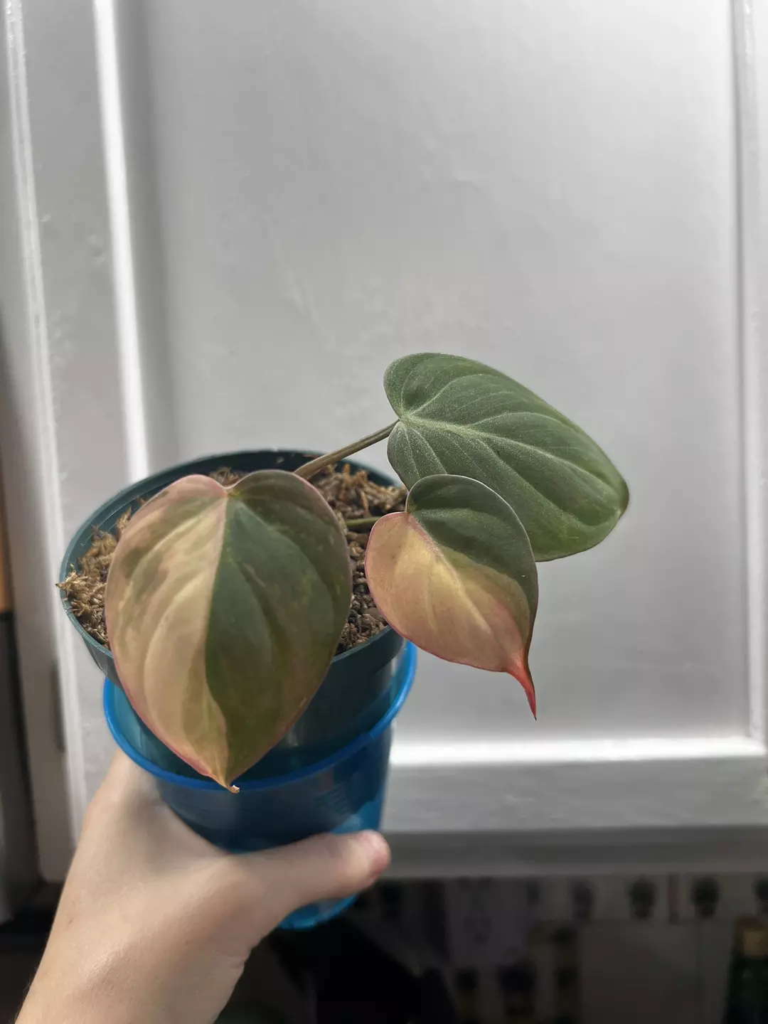Philodendron Micans Variegated Pink thumbnail
