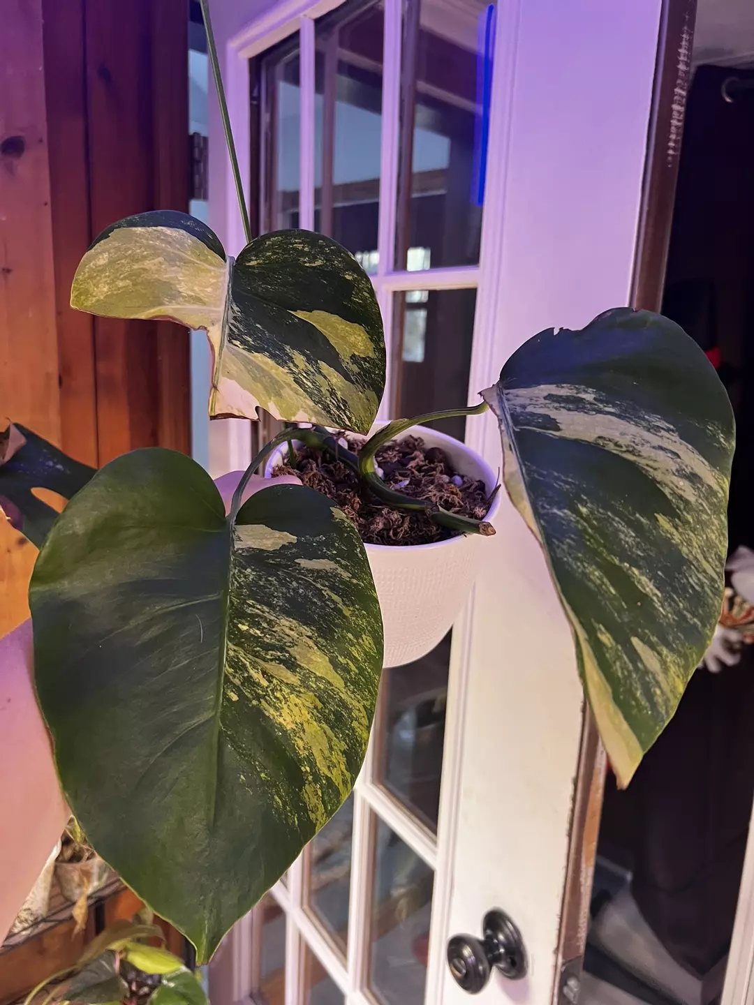 Monstera Borsigiana Aurea thumbnail