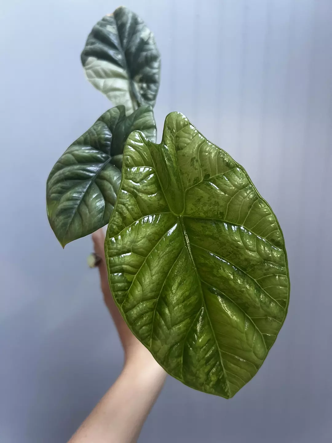 Alocasia Scalprum Variegated thumbnail