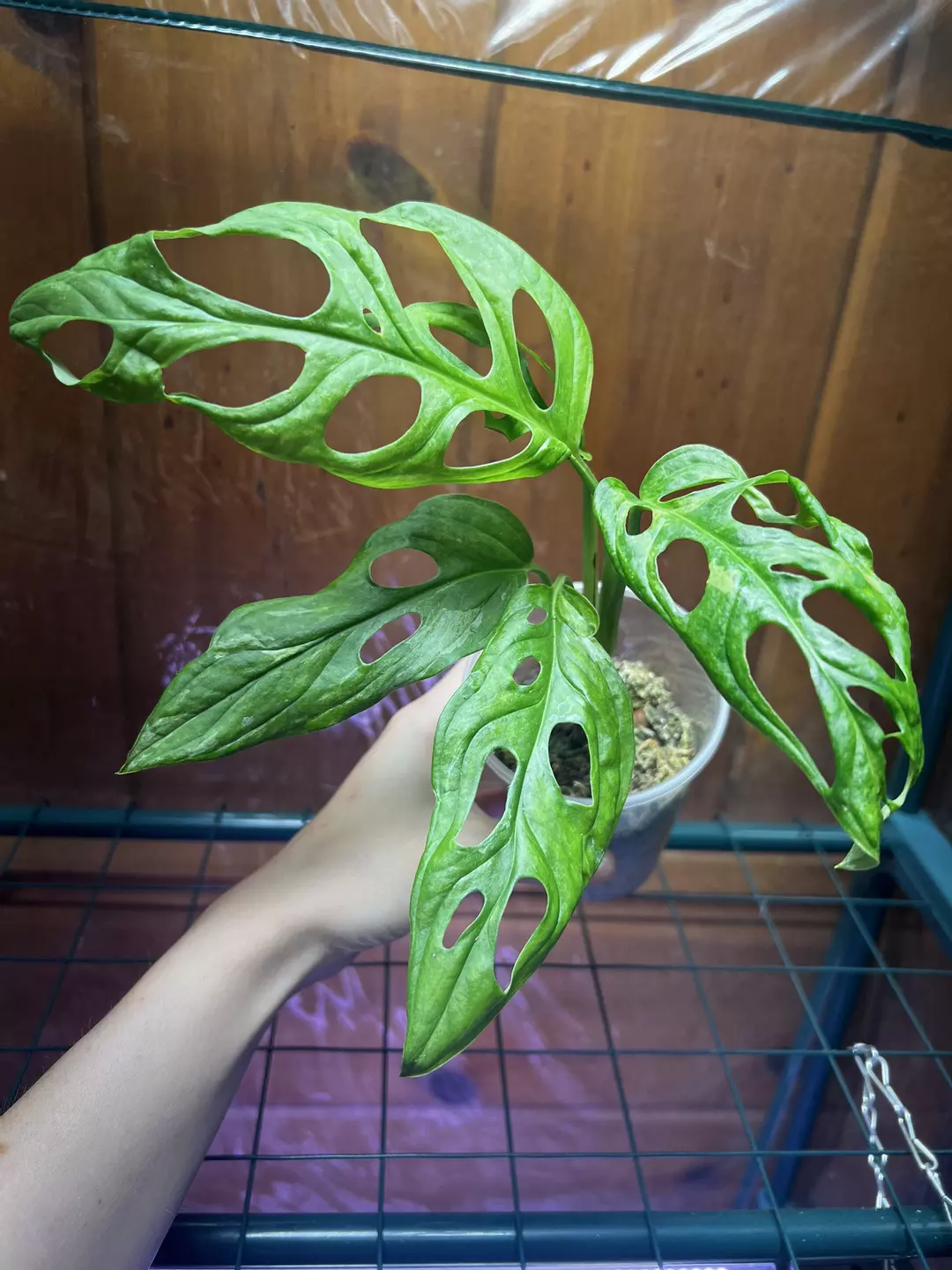 Adansonii Indonesian Mint thumbnail