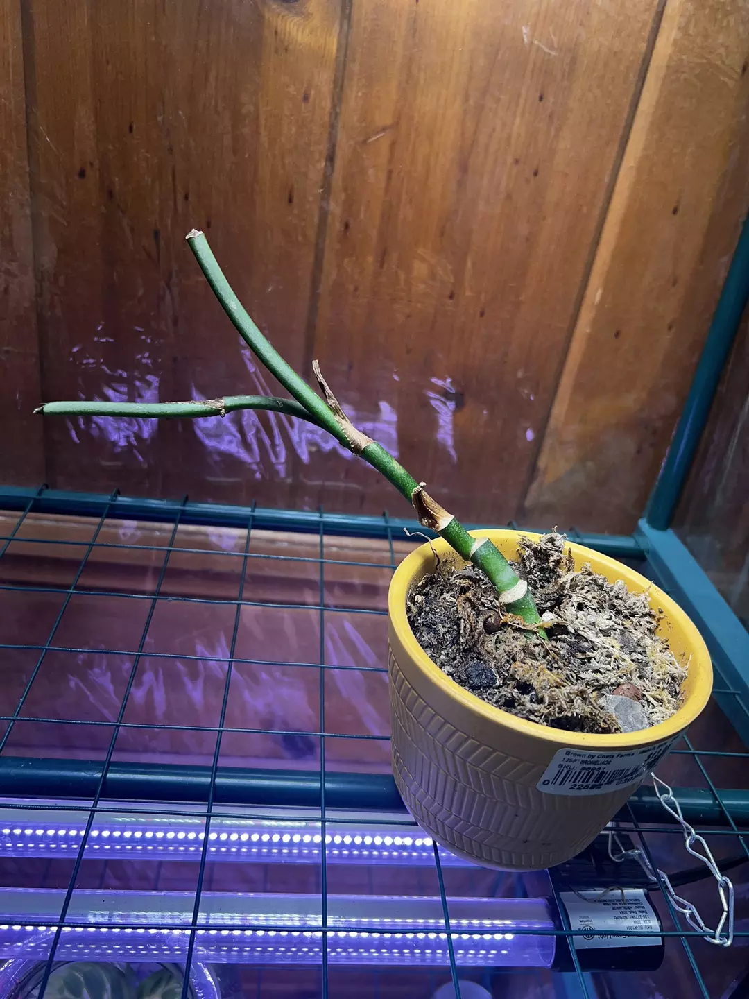 Monstera Esqueletto Rooted Node with grow point thumbnail
