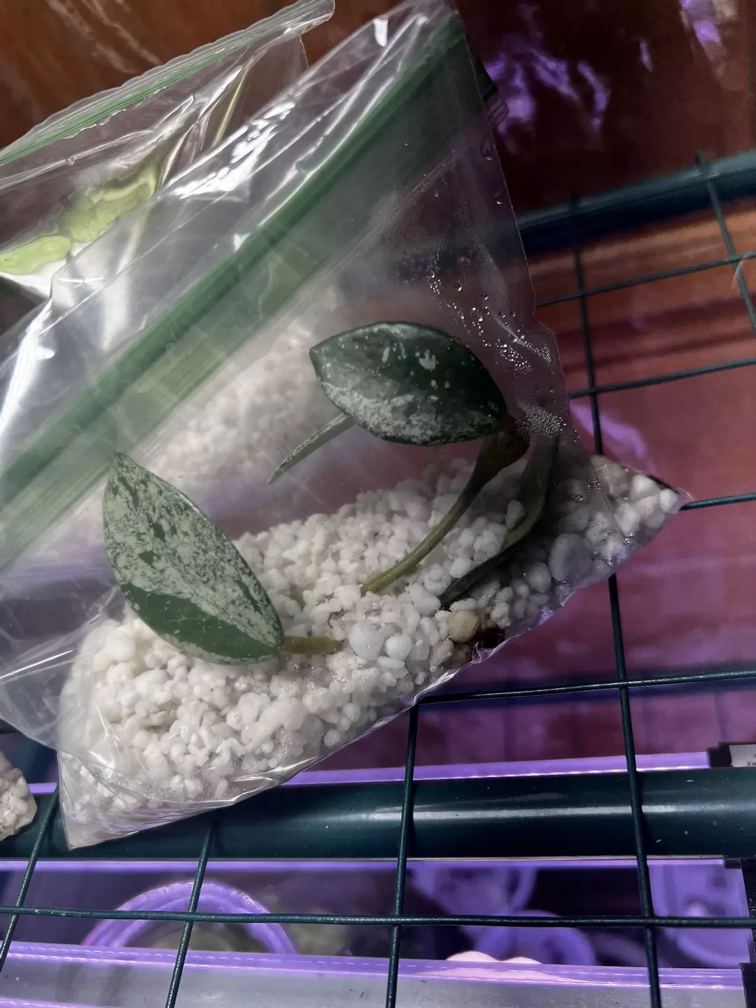 Hoya Wilbur Graves Unrooted 2-4 leaf cuttings thumbnail