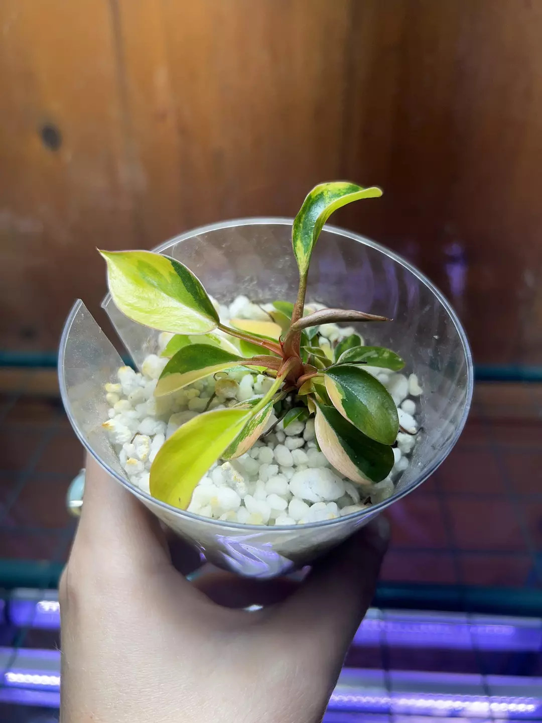 Philodendron Red Congo Variegated thumbnail