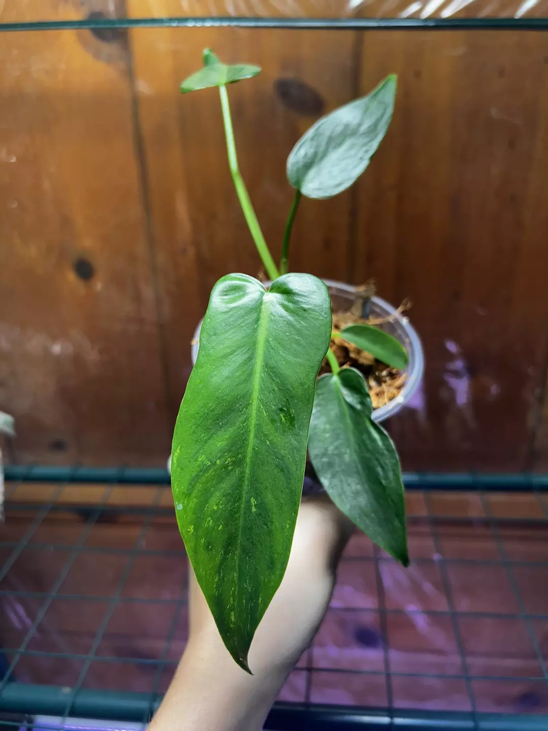 Philodendron Joepii Variegated Mint GOG thumbnail