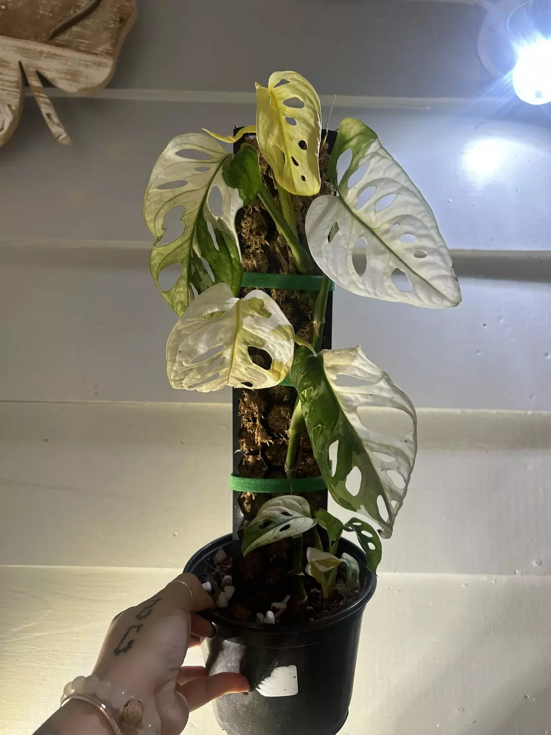 Variegated adansonii  thumbnail