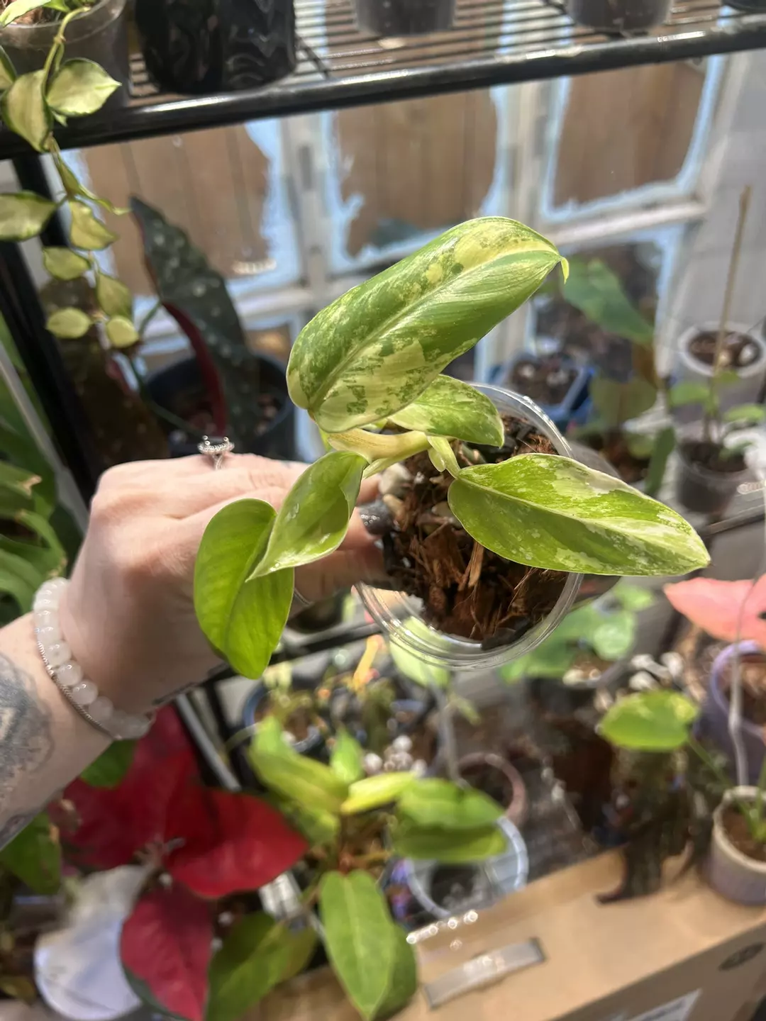 Variegated bipennifolium thumbnail