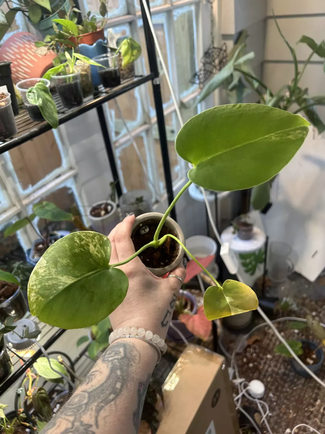 Yellow Marilyn monstera thumbnail