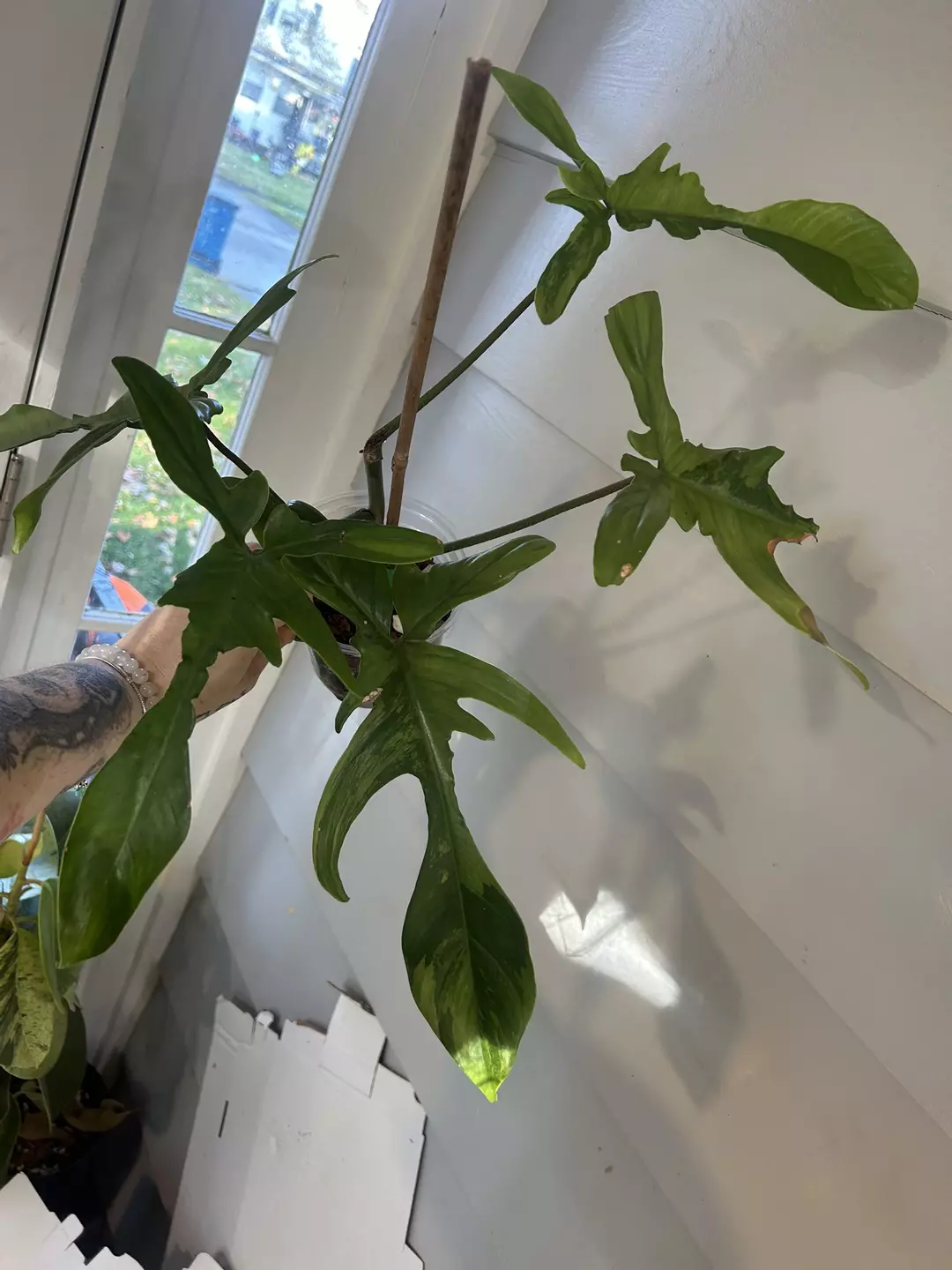 Florida Mint  thumbnail