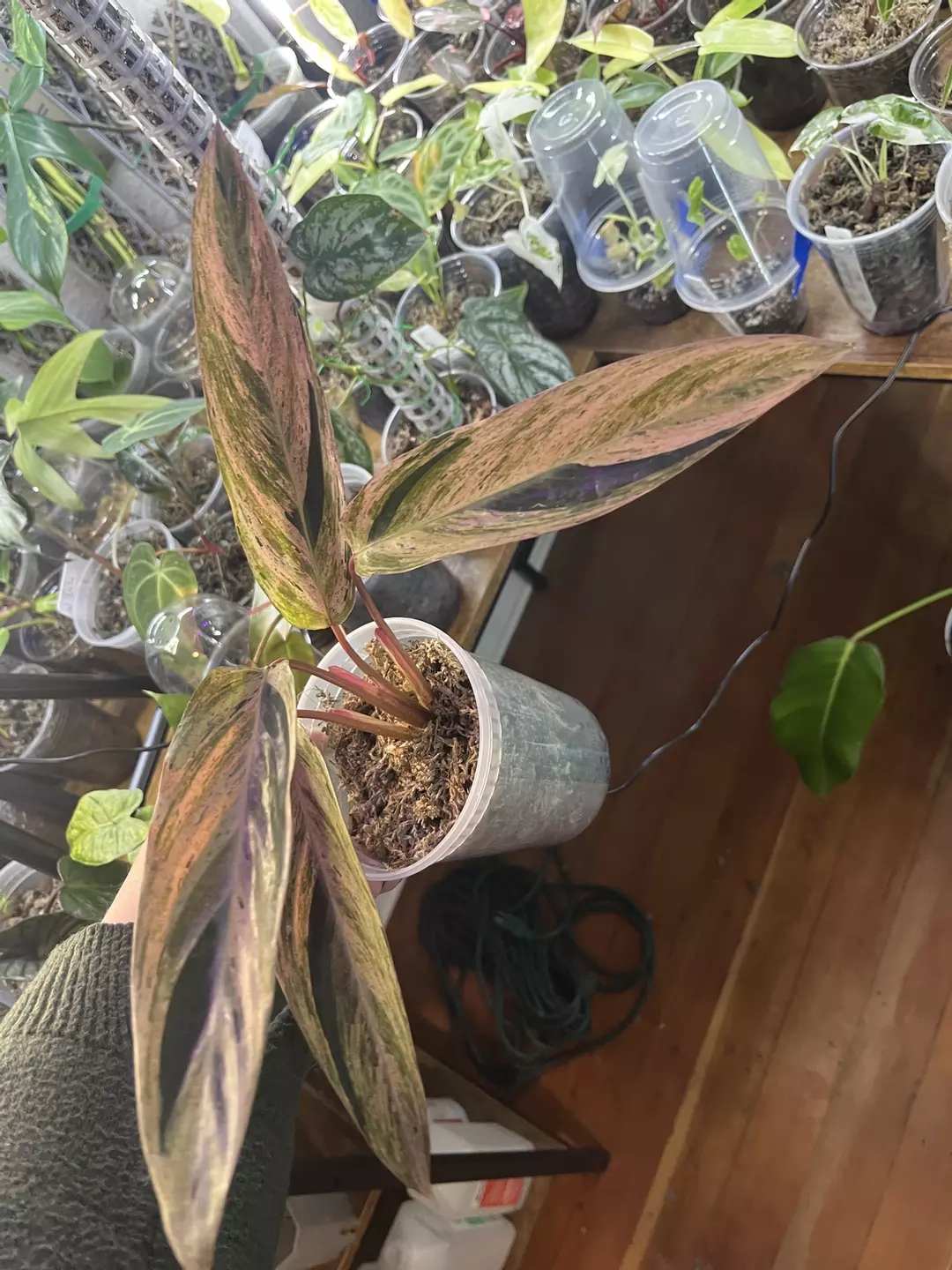 Variegated Stromanthe Triostar thumbnail