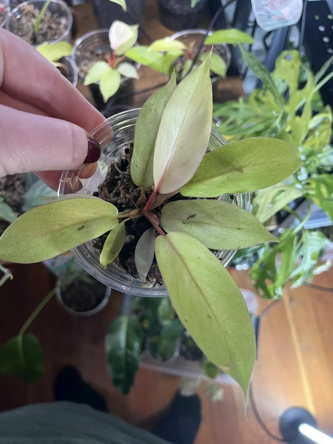 Philodendron Snowdrift thumbnail