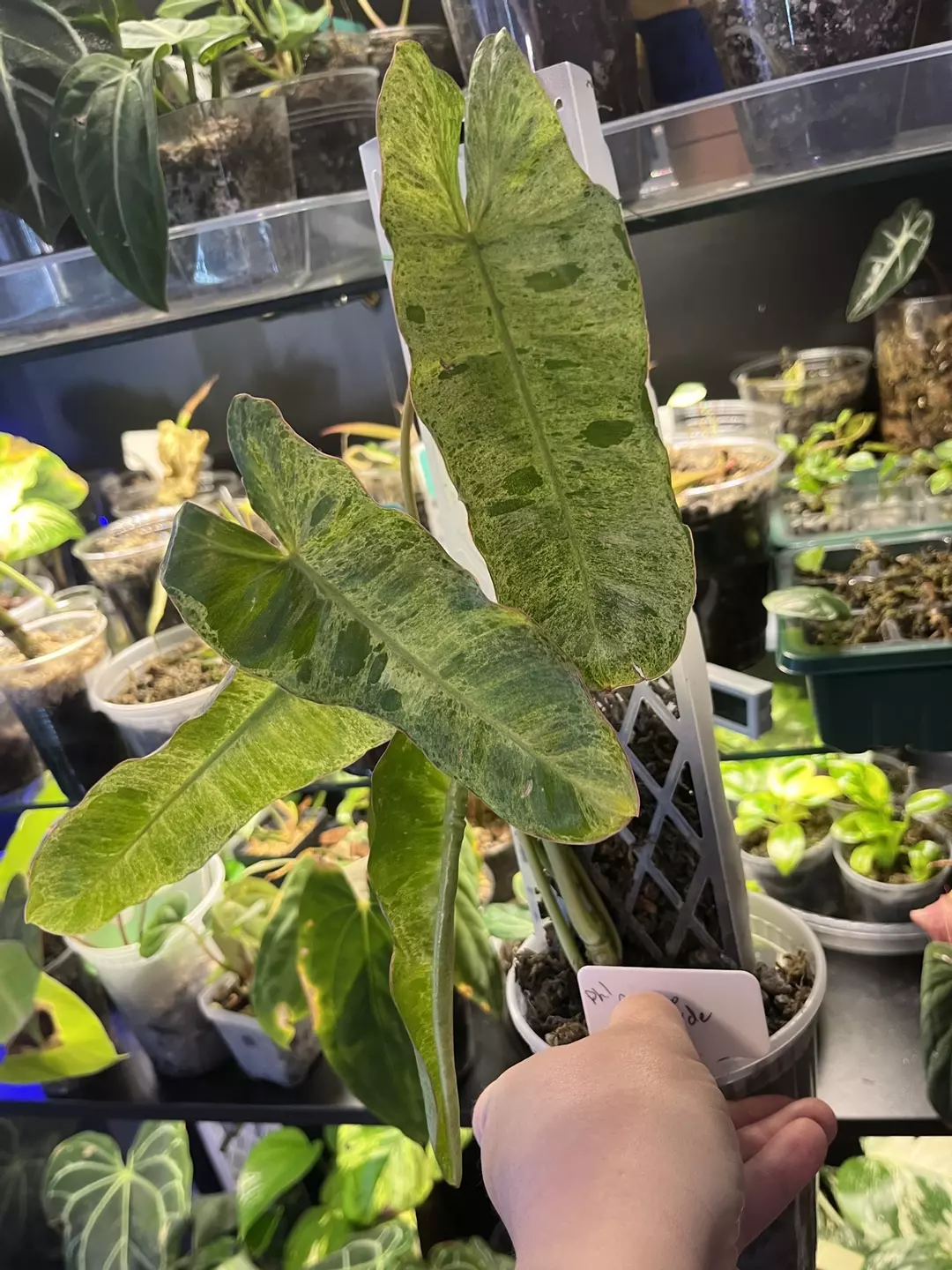 Philodendron Paraiso Verde thumbnail