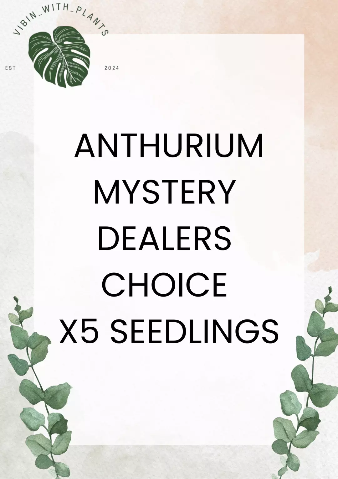 Anthurium Mystery Seedling Bundle x5 thumbnail