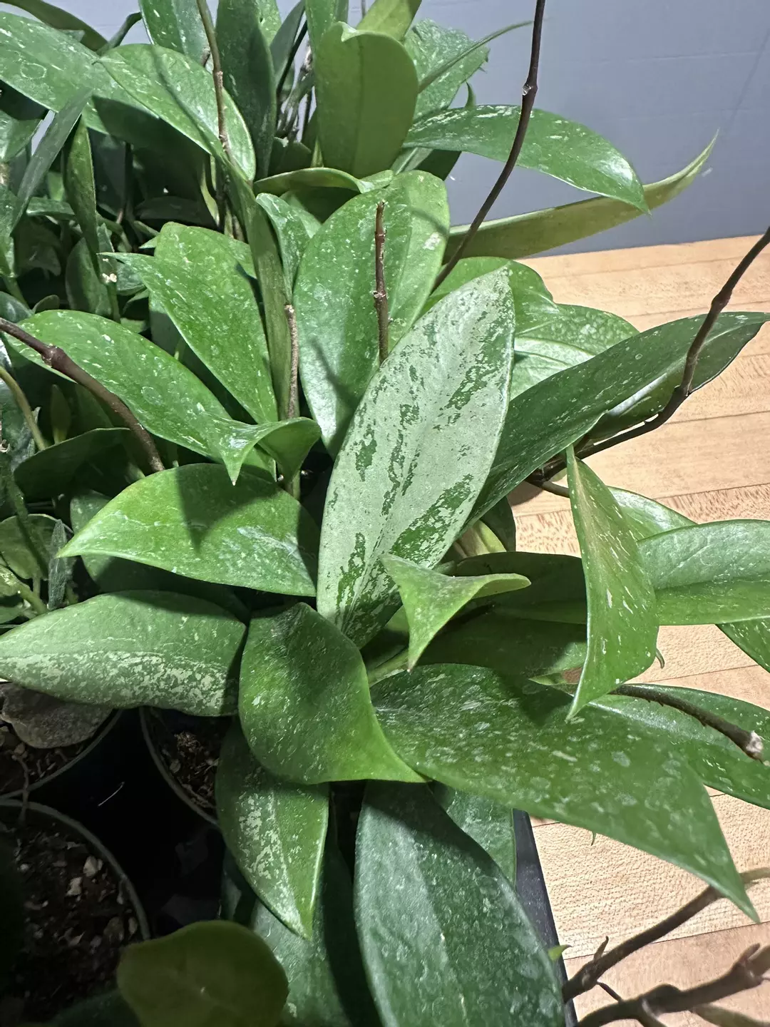 Hoya Pubicalyx thumbnail