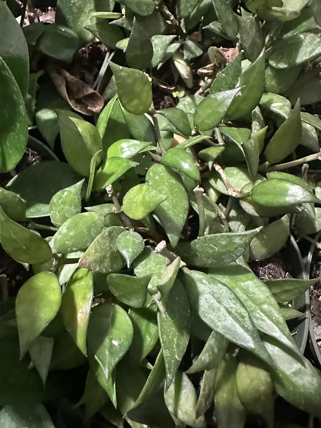 Hoya Lacunosa thumbnail