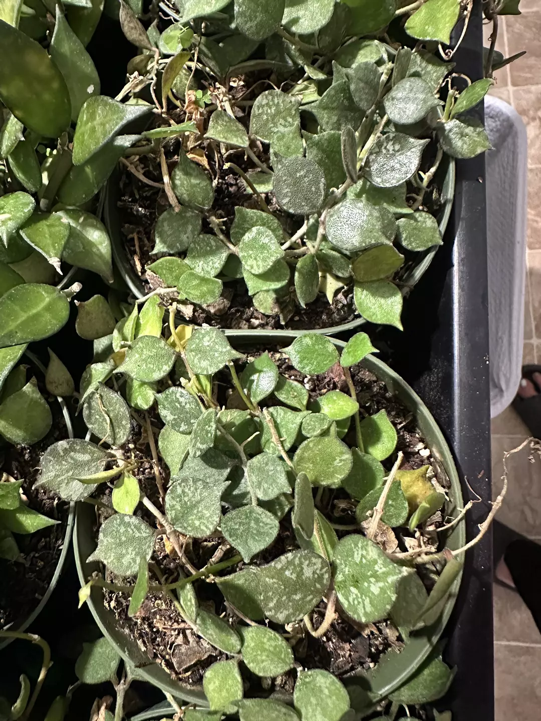 Hoya Curtsii thumbnail