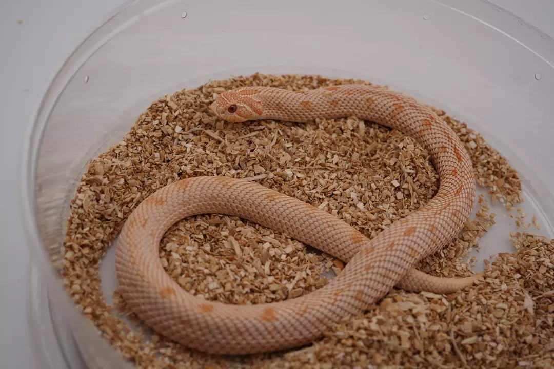Albino conda female Hognose snake thumbnail