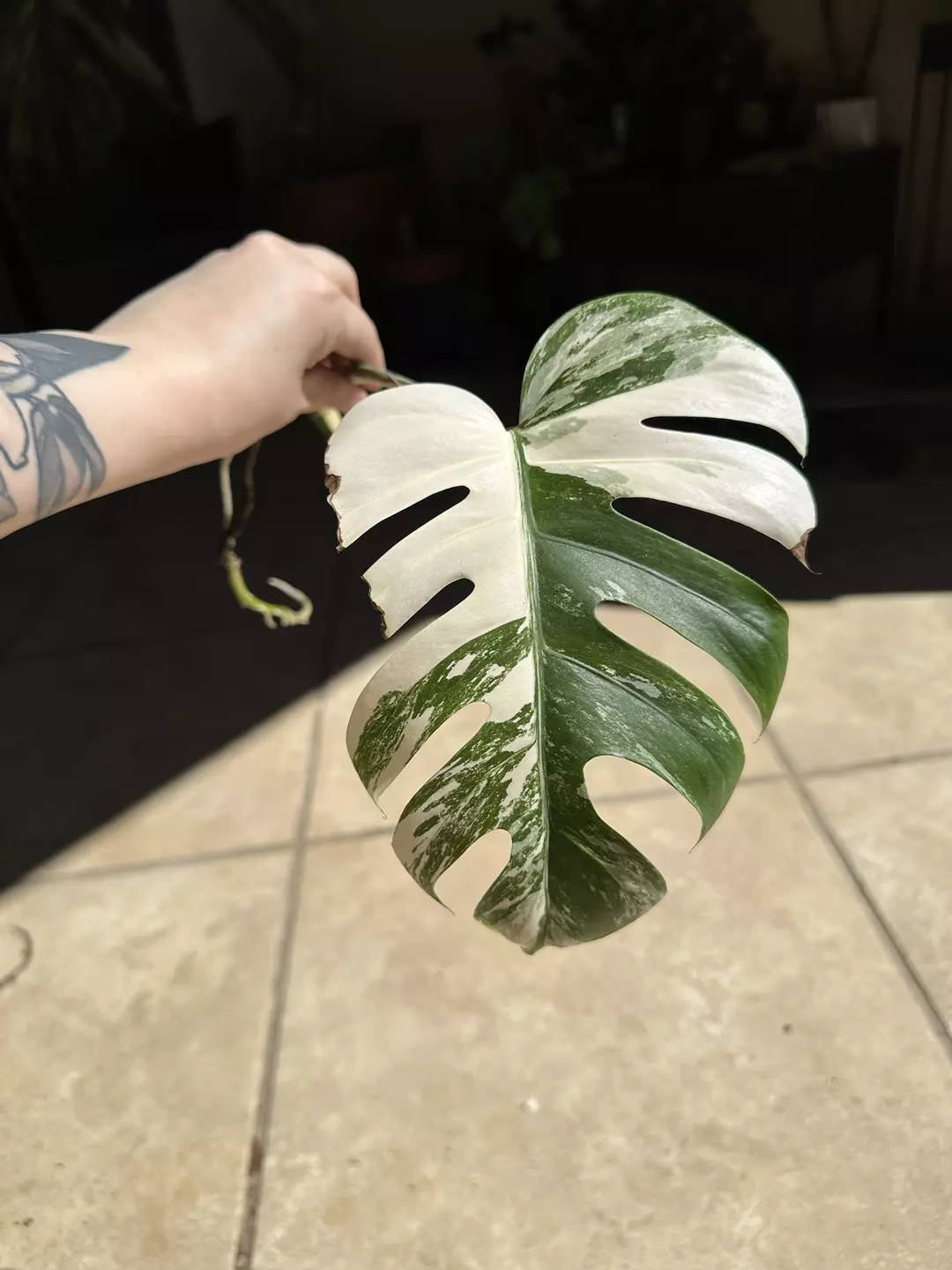 Monstera Albo thumbnail