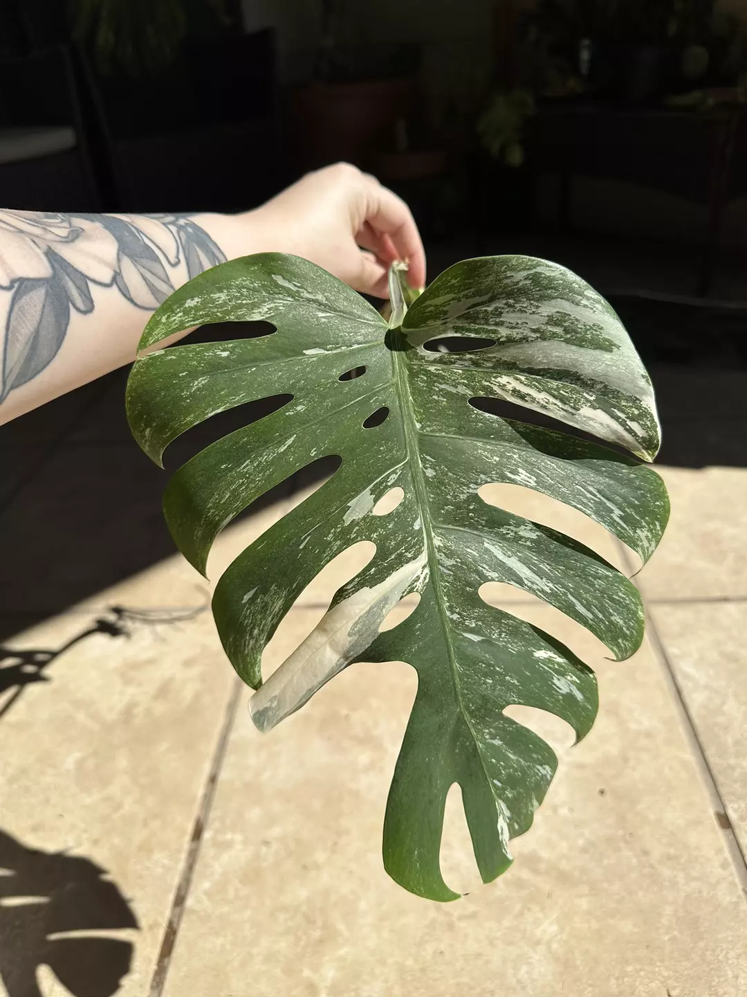 Monstera Albo thumbnail