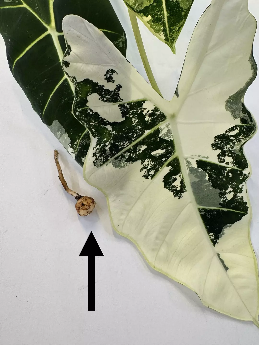 CORM-Alocasia Frydek Variegated thumbnail