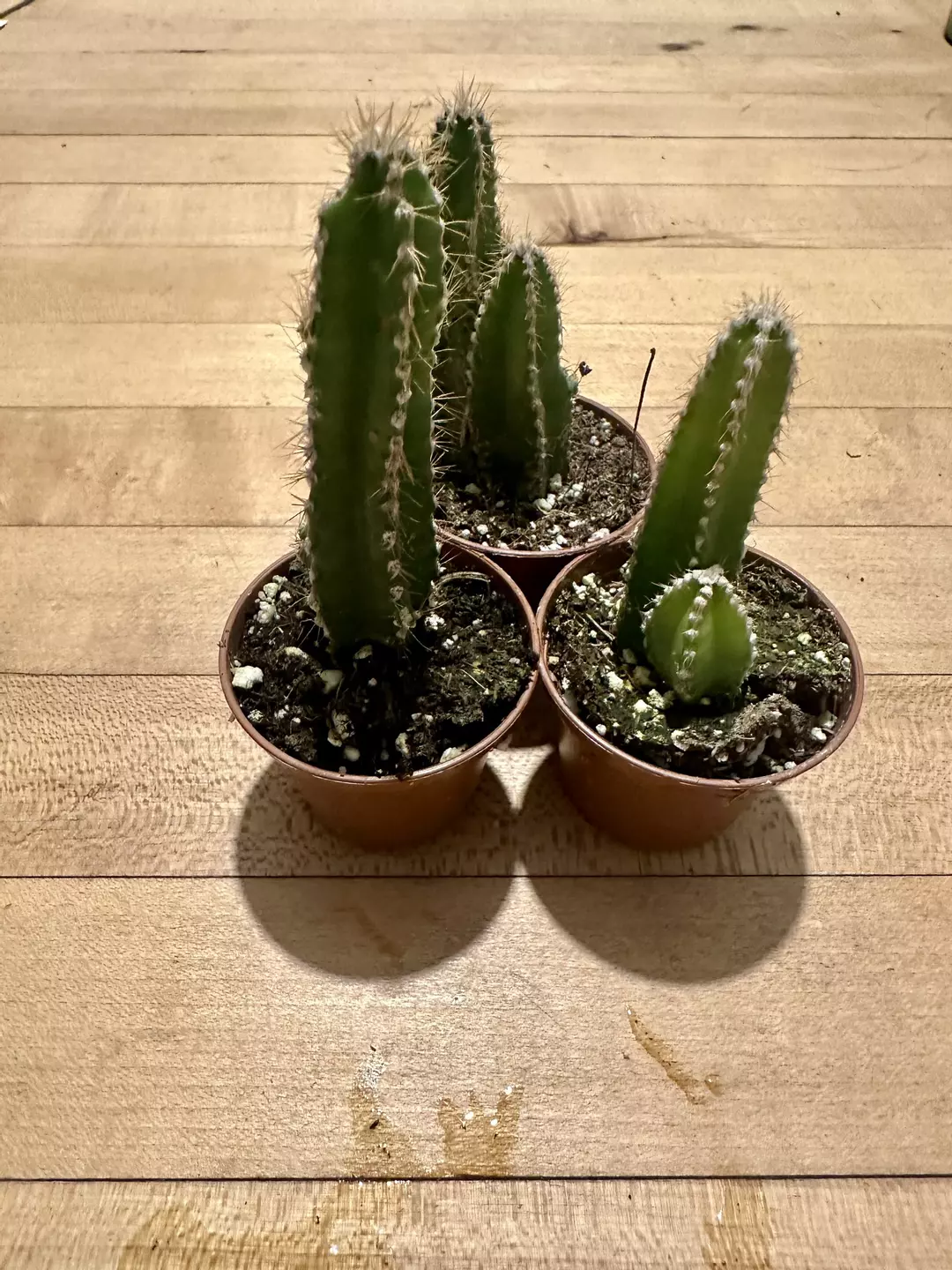 2 inch fairytale cactus thumbnail