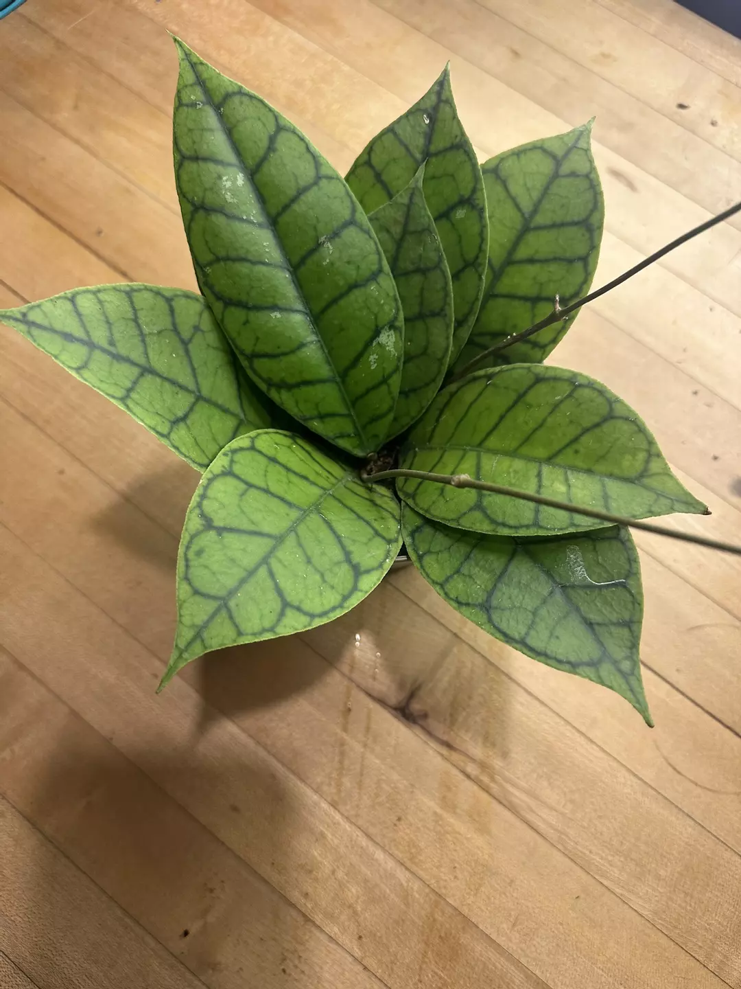 6 inch Callistaphylla thumbnail