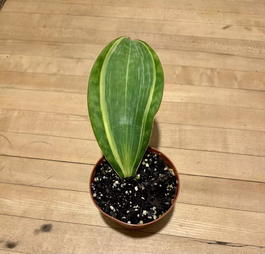 4 inch whale fin snake plant thumbnail