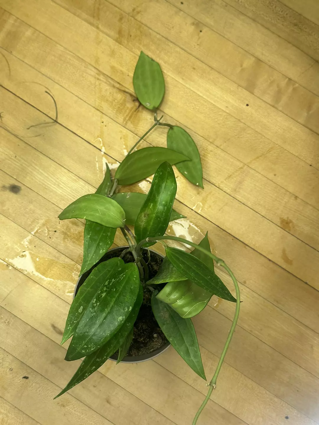 5 inch Hoya Rangsaan  thumbnail