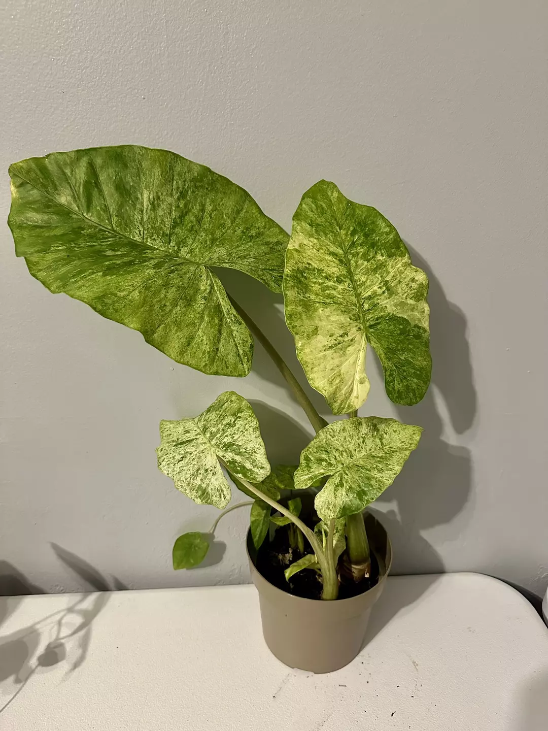 Alocasia Batik  thumbnail