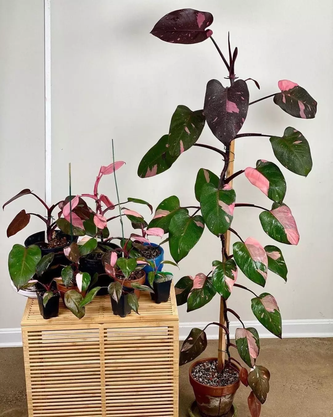 2.75” Pot PPP Pink Princess (var similar to pic) thumbnail