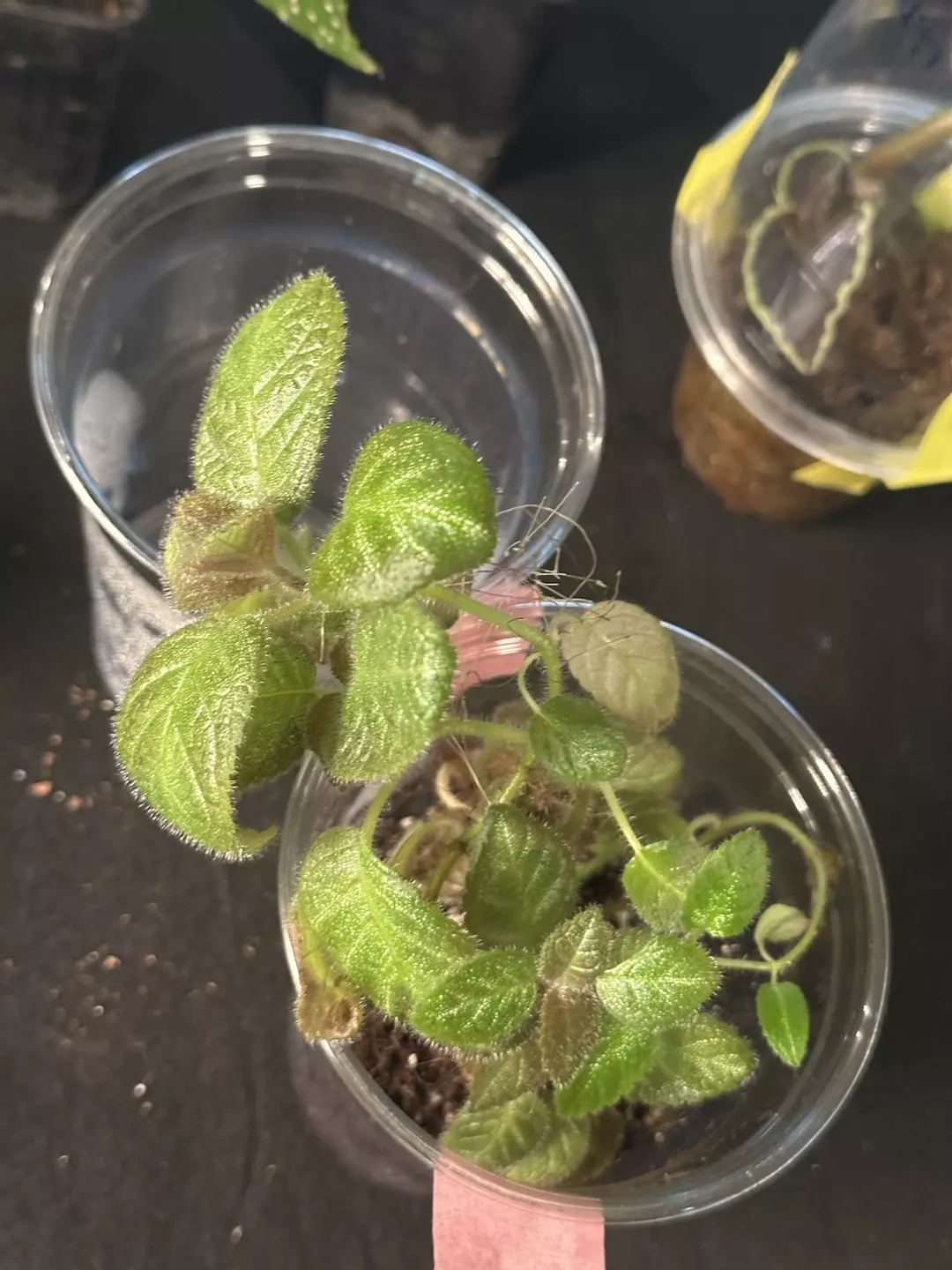 Pink panther Episcia thumbnail